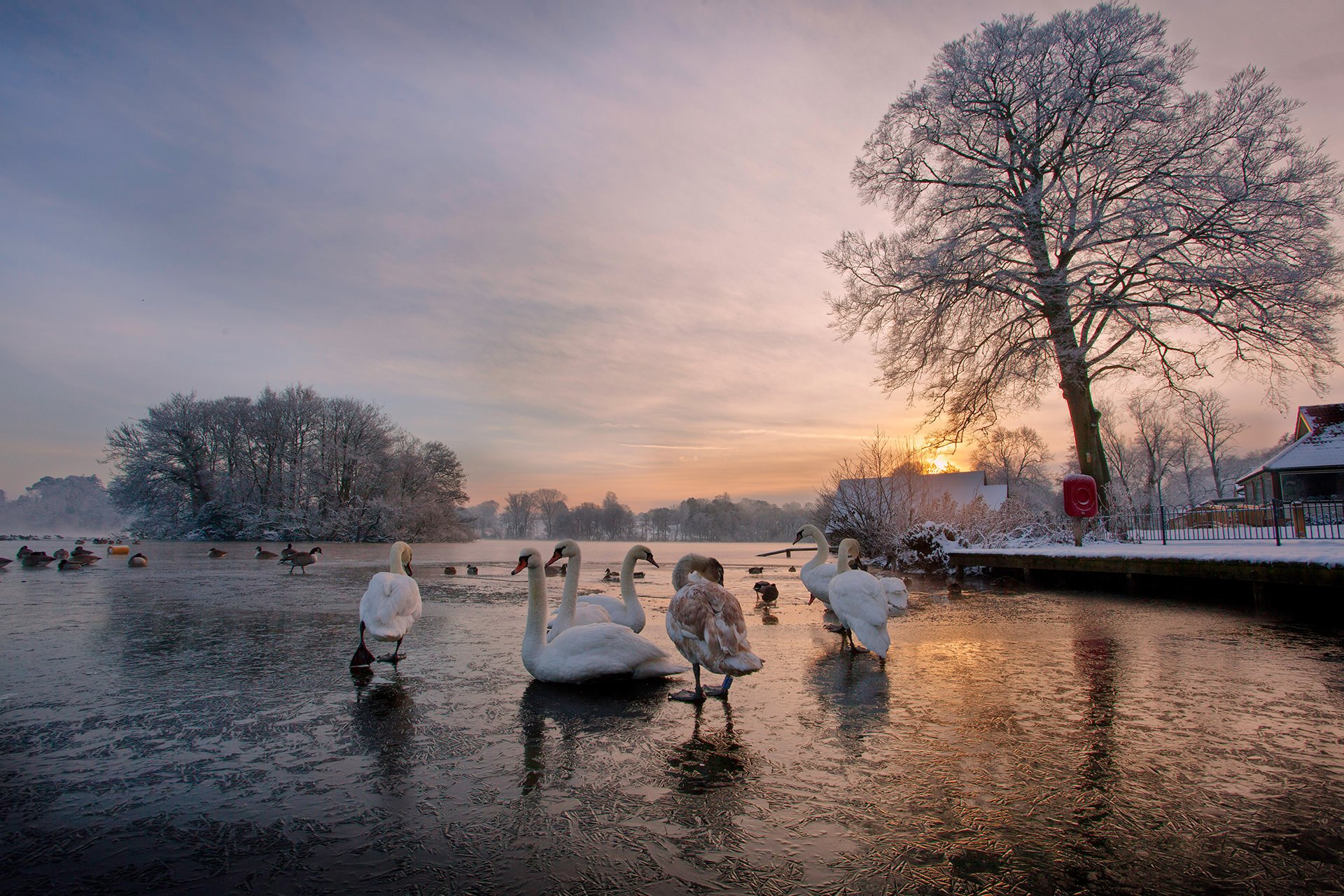 A breathtaking landscape featuring a group of swans gracefully gliding on a frozen lake at sunset.