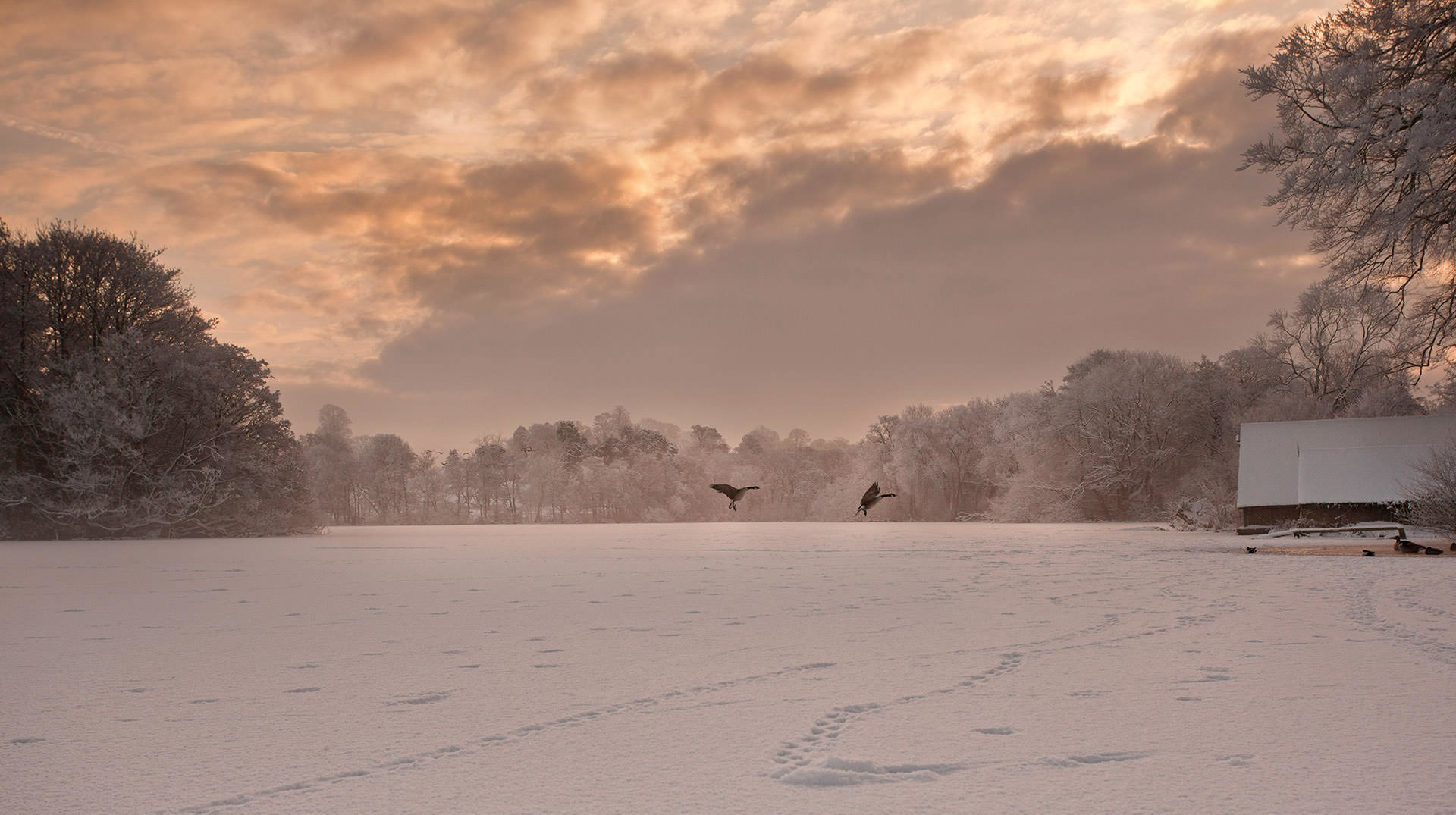 Two eagles soaring over a snowy landscape.