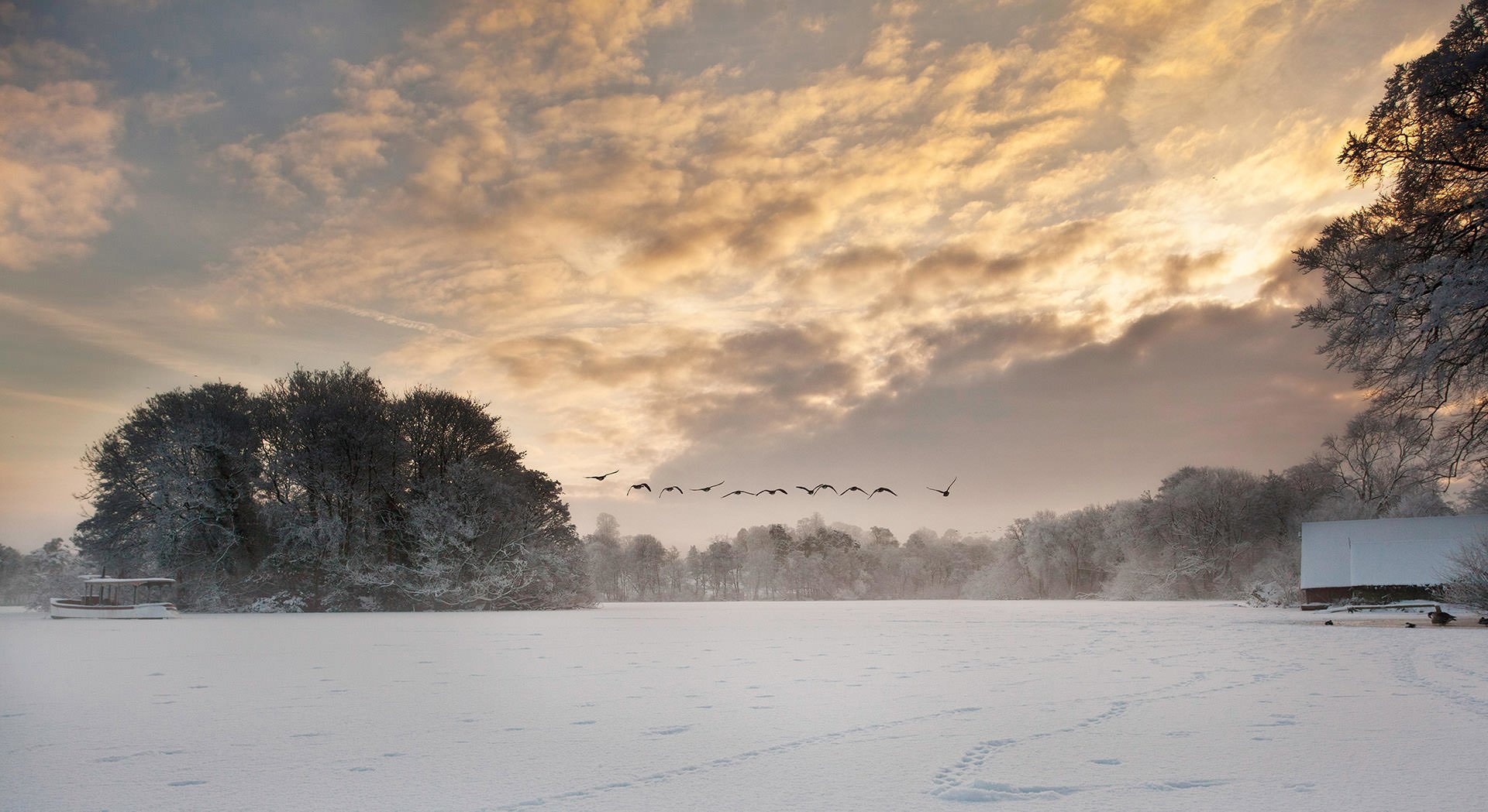 A flock of geese flying over a snow covered field, creating a breathtaking winter landscape.