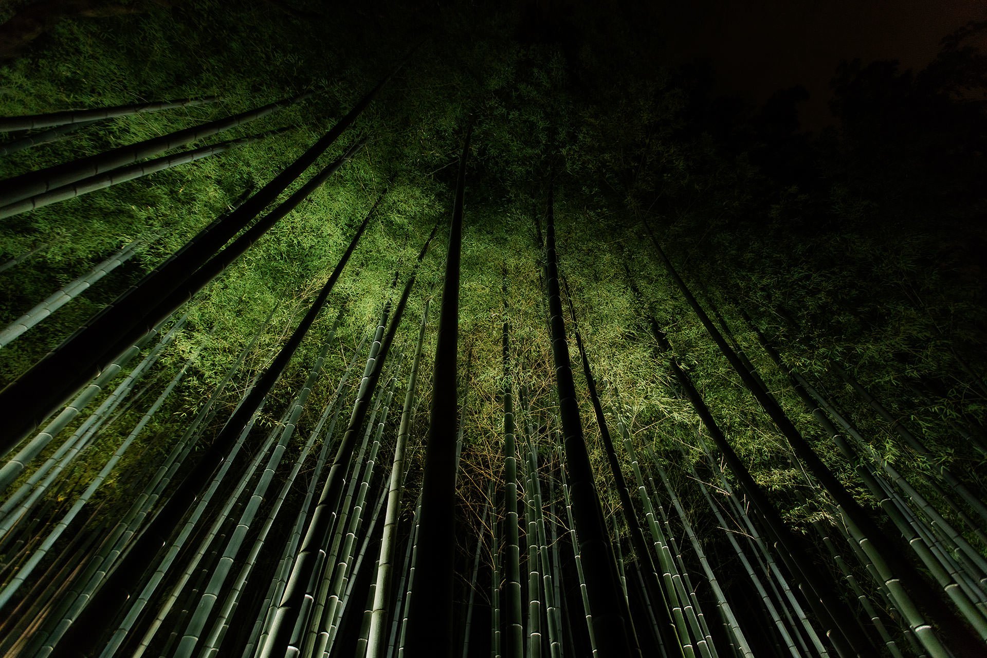 Bamboo forest at night in Kyoto, Japan. Experience the serene beauty of this enchanting Japanese landscape illuminated by the soft glow of moonlight. Immerse yourself in the tranquil atmosphere as you