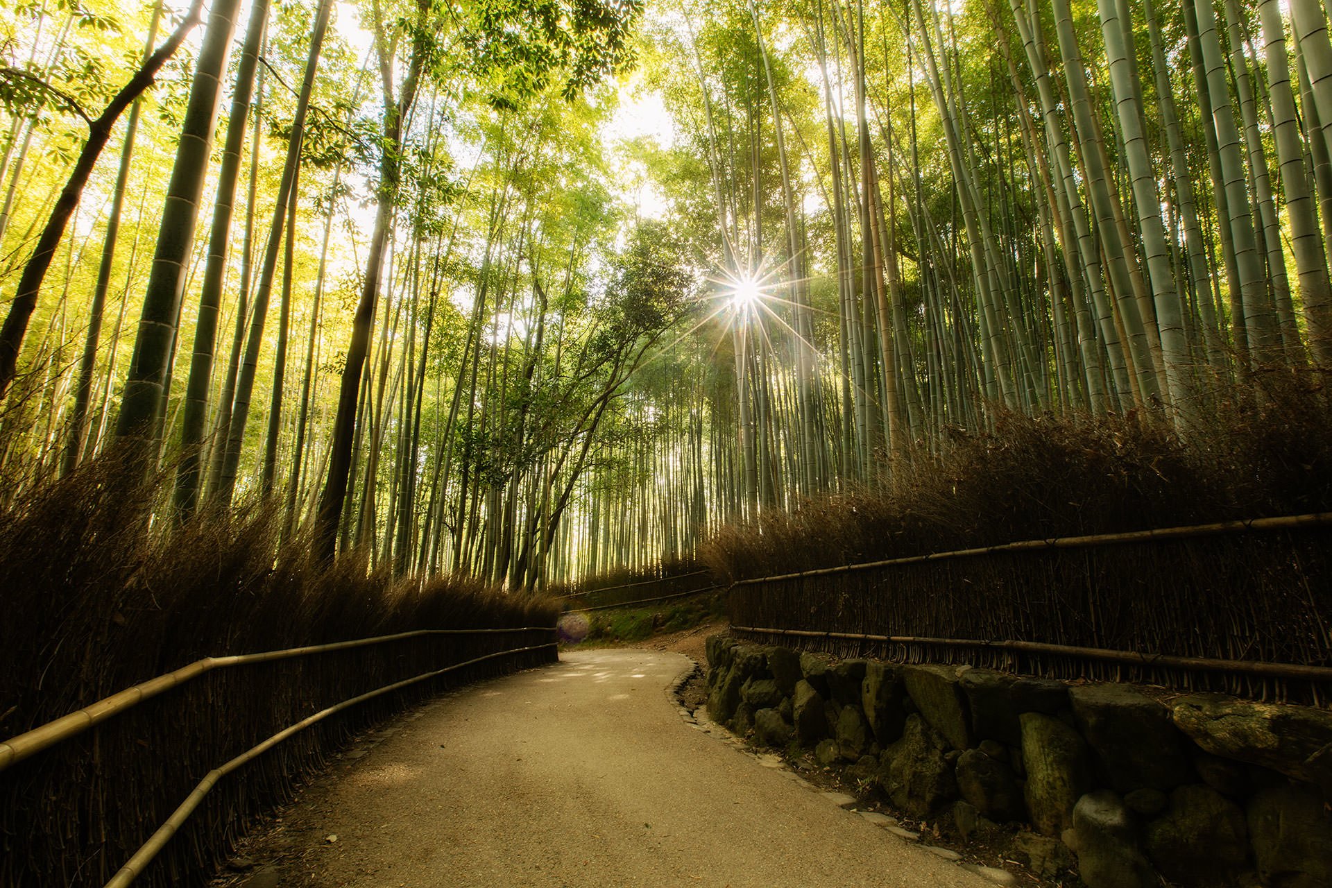 A path through a bamboo forest in Kyoto, Japan.