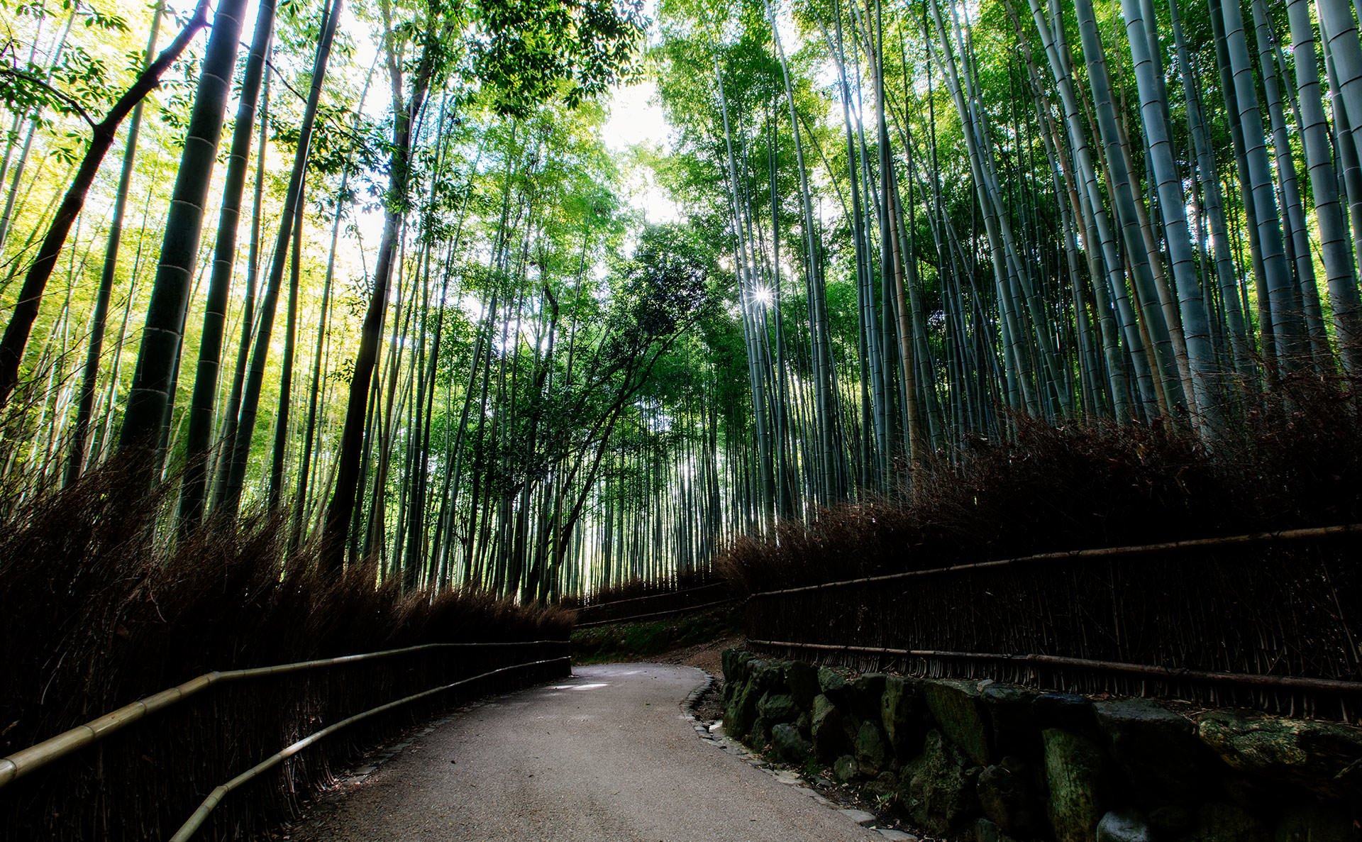The bamboo forest in Kyoto, Japan is a magnificent sight to behold. As one of the most iconic locations in Japan, this enchanting forest offers visitors a unique and serene experience. With towering