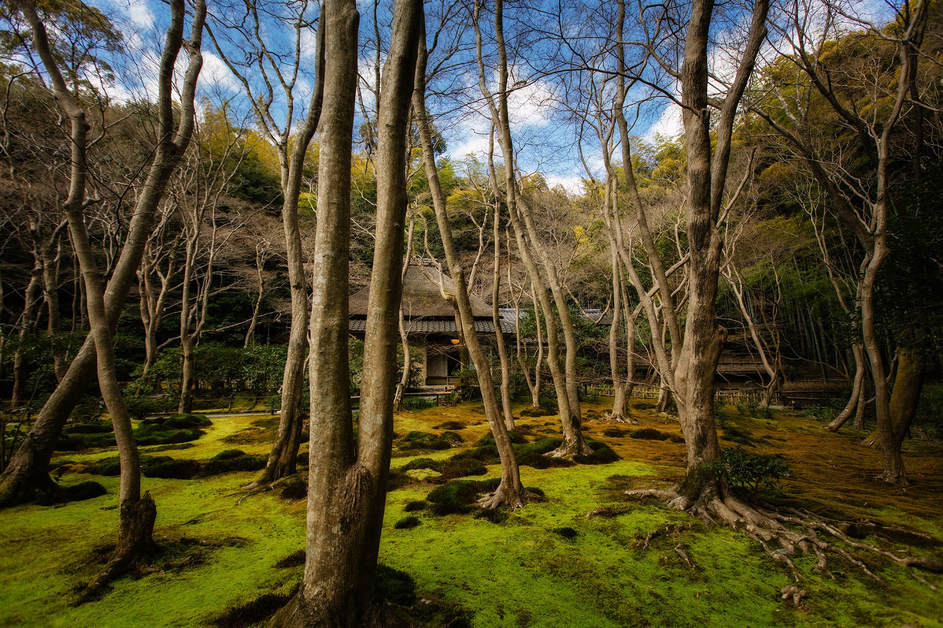 Japan's moss covered trees in a forest.