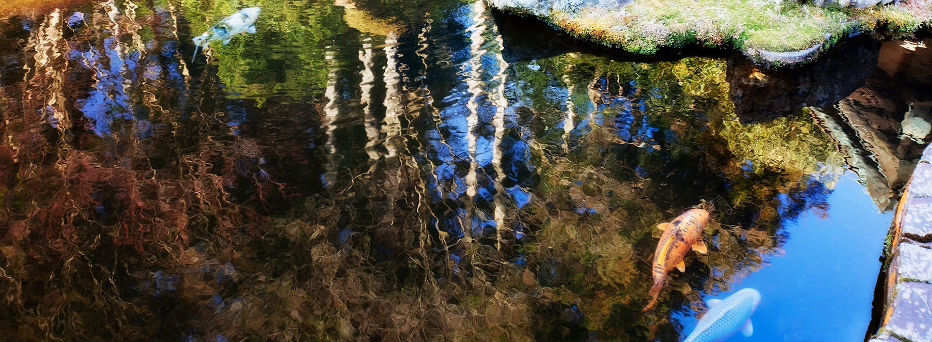 A serene pond in Japan with koi fish gracefully swimming beneath their vibrant reflections.