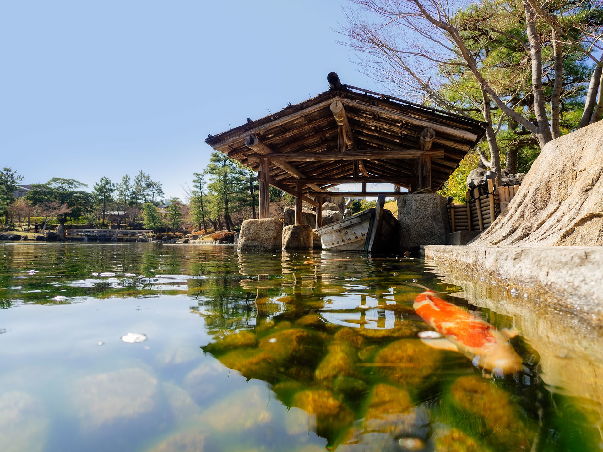 Koi fish swimming in a pond near a wooden structure in Japan.