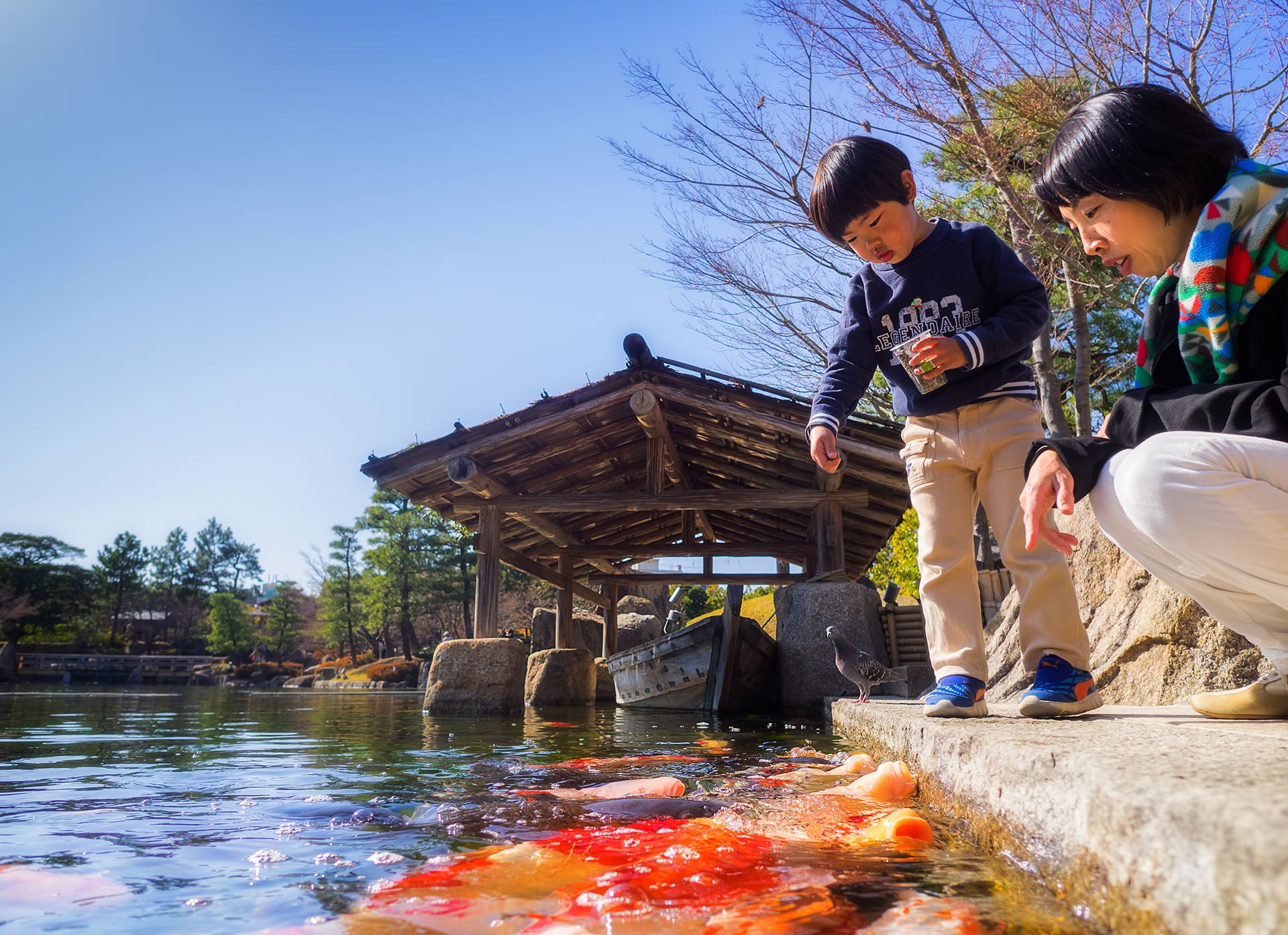 Japan's iconic koi pond in Tokyo.