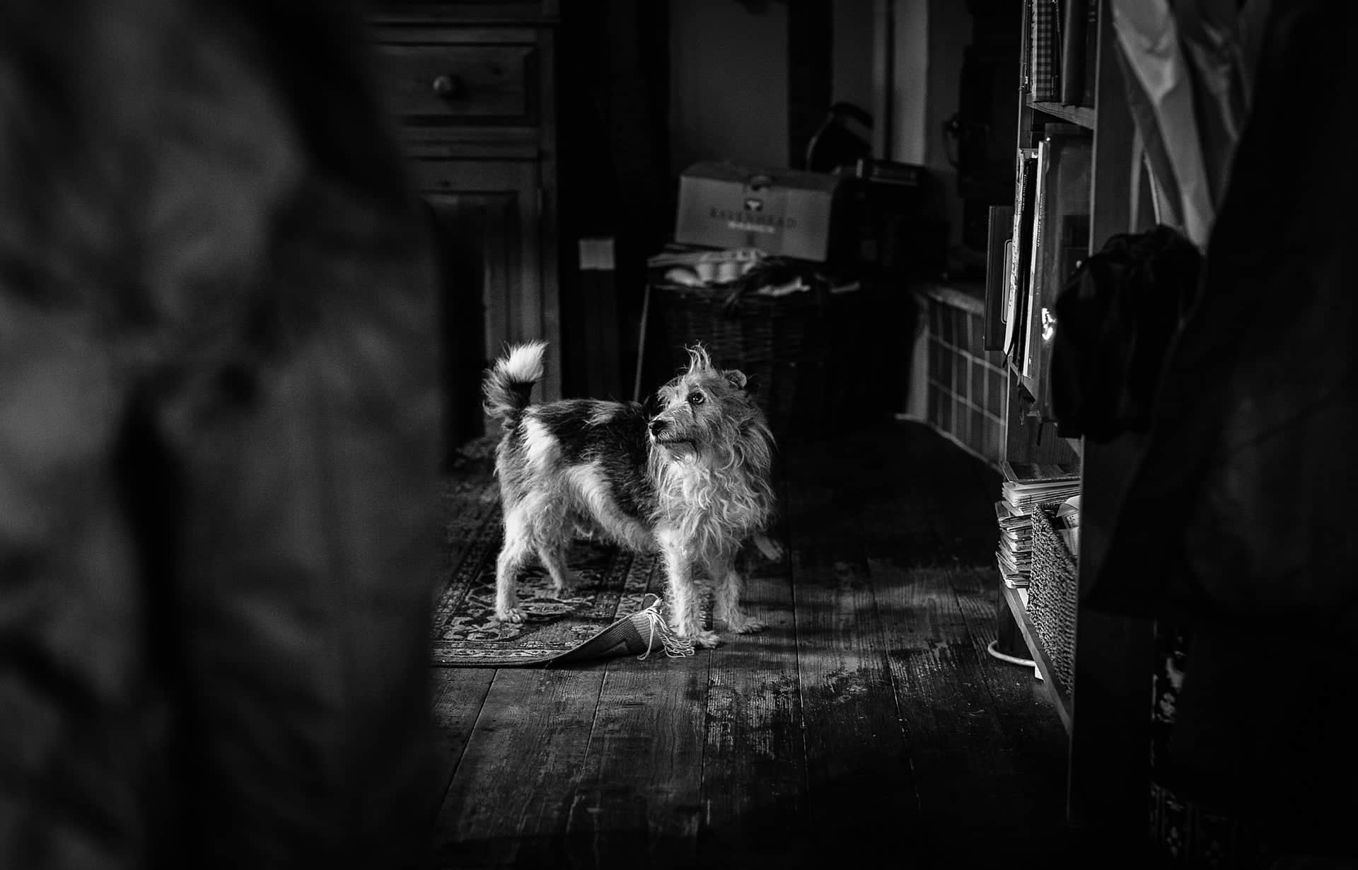 Sarah's pet dog captured by Shropshire Documentary Wedding Photographer pbartworks