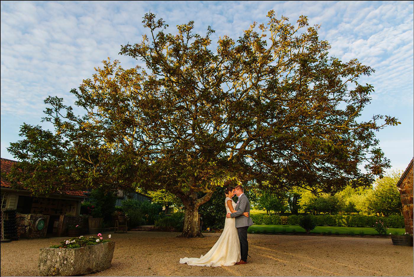 bride and groom by a tree on Jersey captured by Shropshire destination photographer