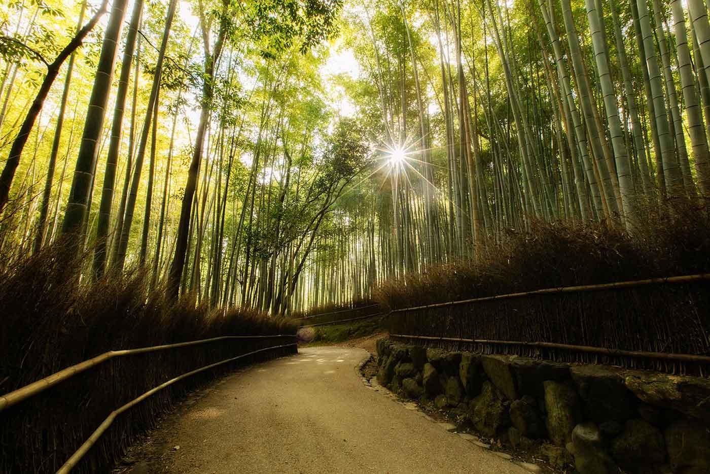 the stunning japanese forests of bamboo
