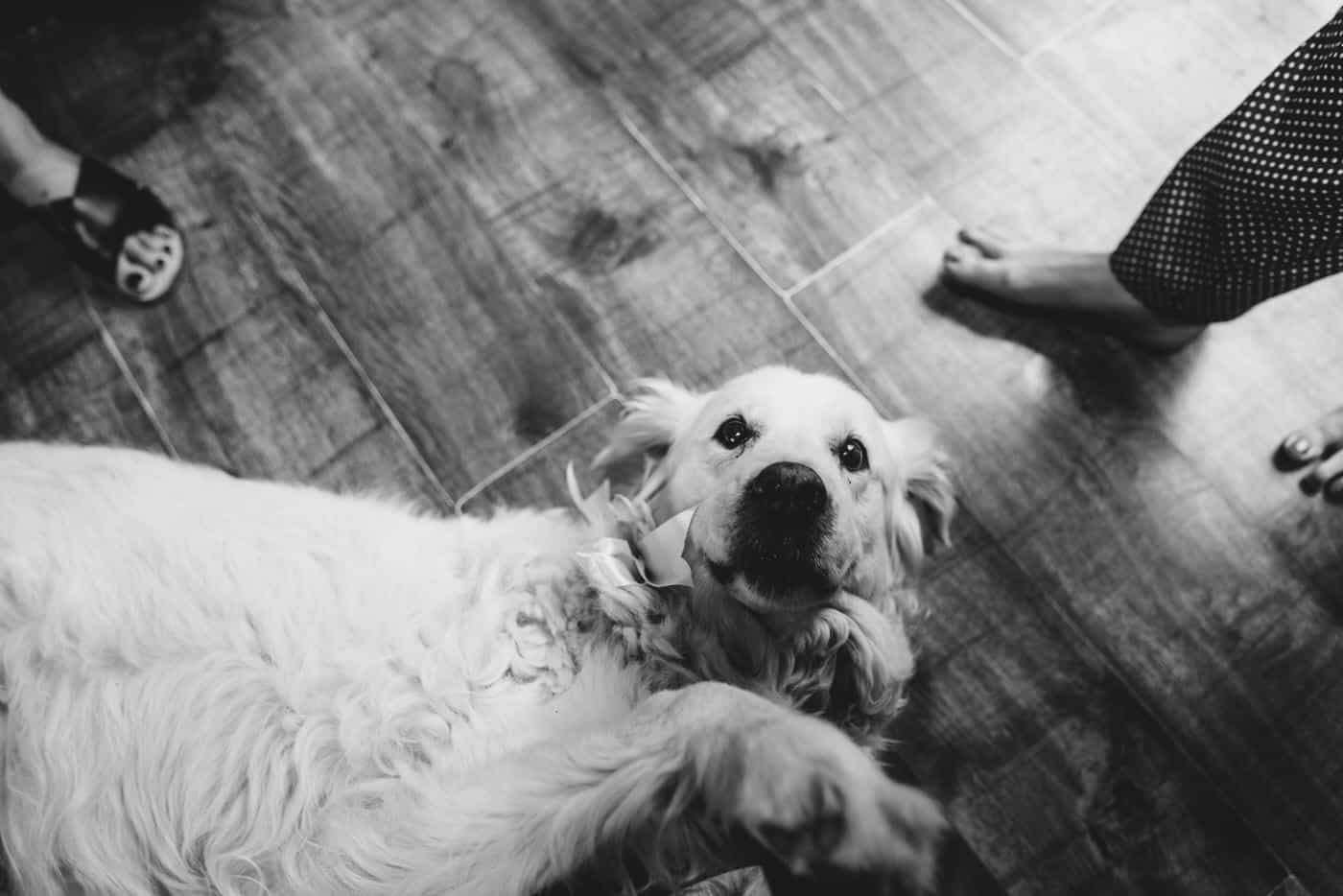pets at weddings, captured by shropshire wedding photographer