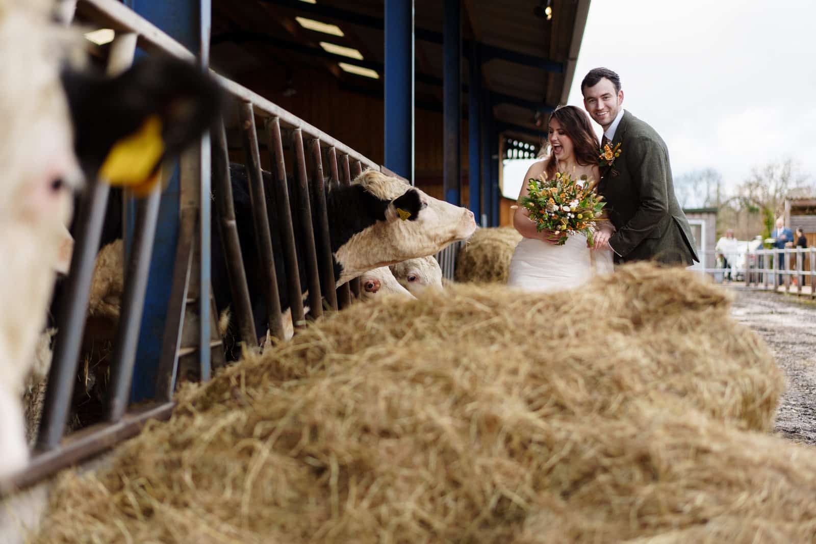 a bride and groom standing next to cows in a barn.